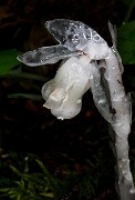 Monotropa uniflora - Ghost Pipe 16-0504